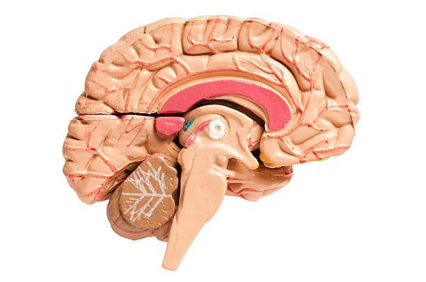 istock Cross section of the human brain on white background 175400242