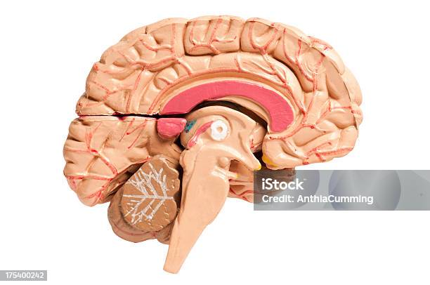 Cross Section Of The Human Brain On White Background Stock Photo - Download Image Now