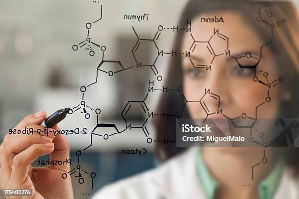 Científico En El Laboratorio Trabajando En La Estructura Del Adn Foto de stock y más banco de imágenes de Biotecnología