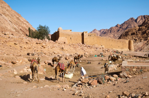Camels rest in front of Saint Catherine's Monastery after bringing tourists down from a sunrise visit to Mount Sinai