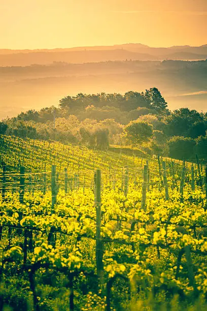 Beautiful landscape with vineyards in Tuscany