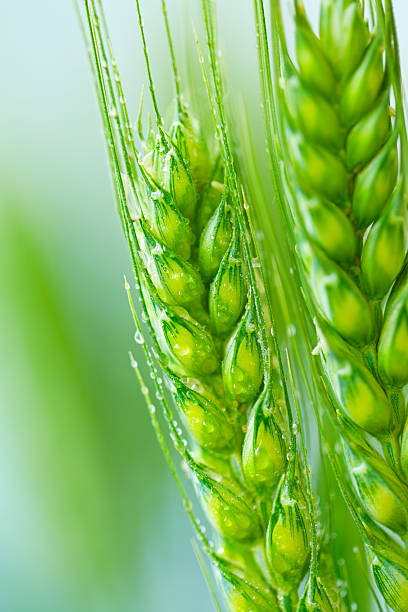 pianta di grano - leaf defocused dew focus on foreground foto e immagini stock