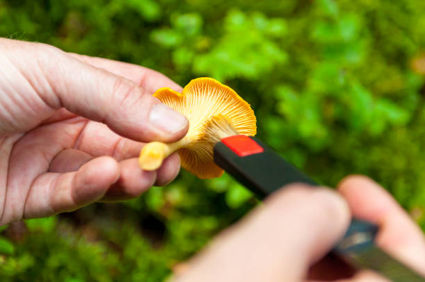 Cleaning chanterelle in the woods Cleaning and cutting a fresh chanterelle. chanterelle edible mushroom gourmet uncultivated stock pictures, royalty-free photos & images