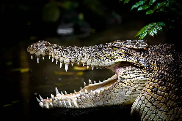 headshot of a saltwater crocodile (crocodylus porosus) in malaysia.