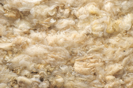 Untreated wool straight from the sheep. this fleece is unwashed, grass seeds an dirt can be seen among the fibres.