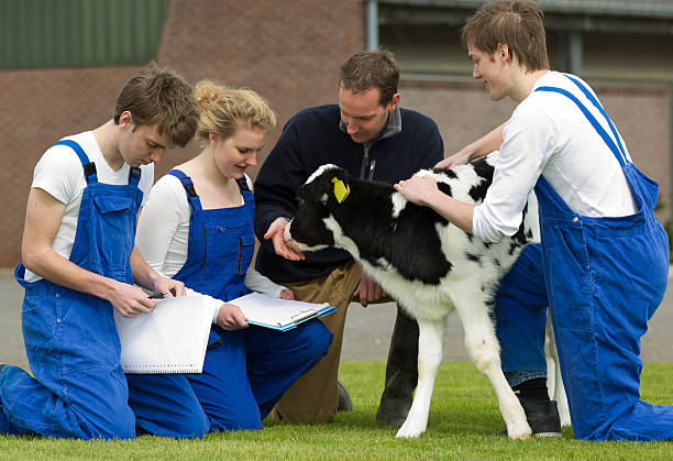 studente informazioni su vacche da un esperto istruttore. - school farm foto e immagini stock