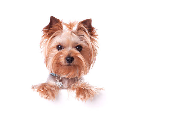 istock Yorkshire Terrier holding a Blank Sign 175401128