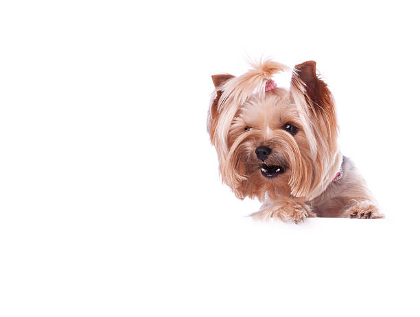 istock Yorkshire Terrier Barking and Holding a Blank Sign 175401130