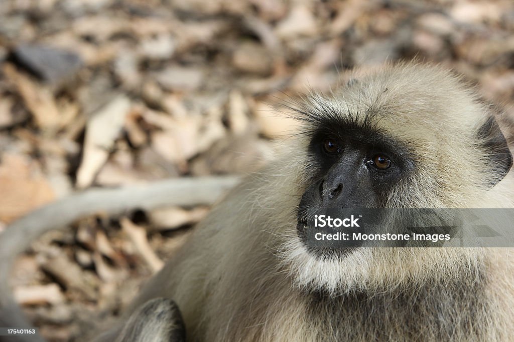 Langur Monkey in Ranthambhore NP, India "Common throughout many parts of India, the langur is a mischievous, often comical feature of any visit to the country. It is tolerated, even revered, by Indians because of its association with the mythological war hero, Hanuman" Animal Stock Photo