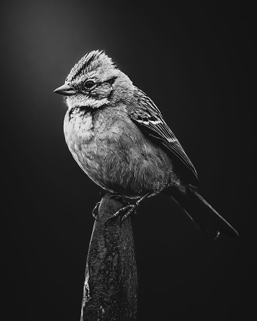 Black and white image of a Chincol bird perched atop a rocky outcrop