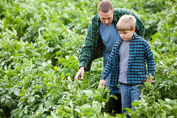 istock Father and son in potato field 175401328
