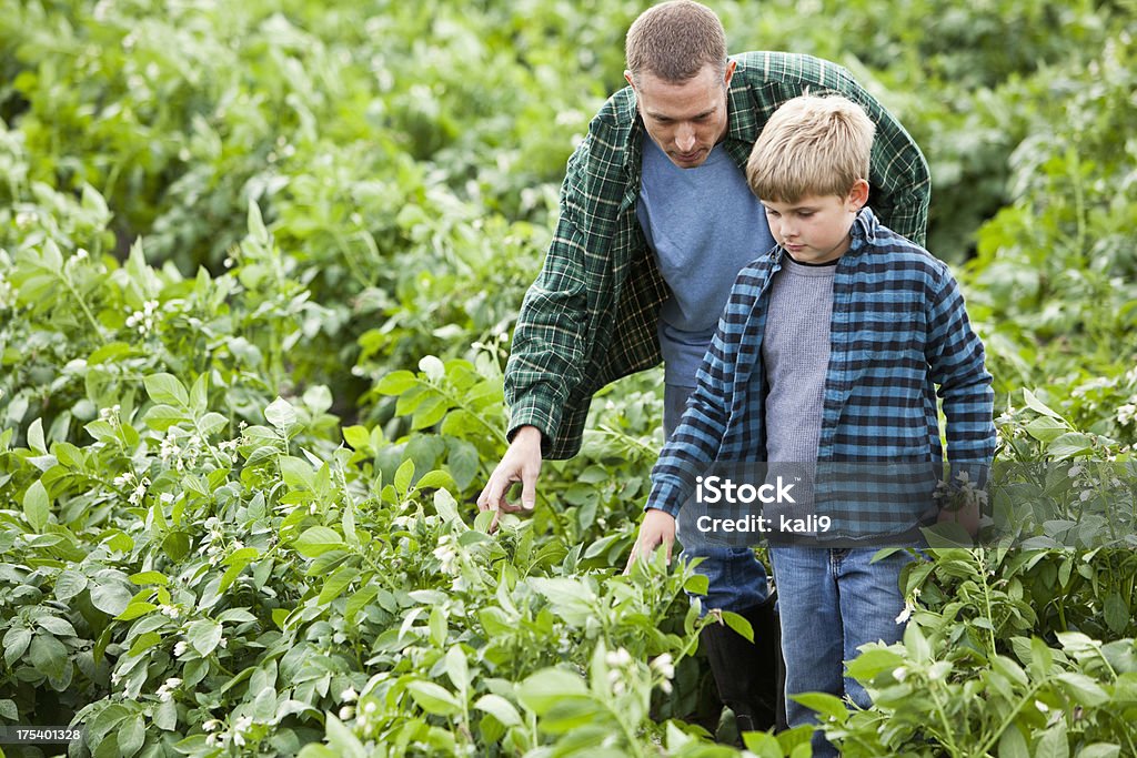 Pai e filho em campo de Batata - Royalty-free Batata Crua Foto de stock