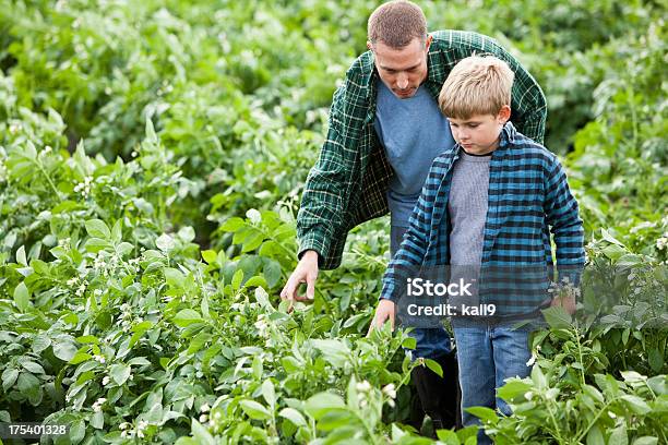 Pai E Filho Em Campo De Batata - Fotografias de stock e mais imagens de Batata Crua - Batata Crua, Agricultor, Filho