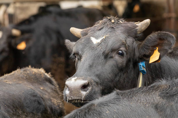 istock The head of a young dairy cow 1754013463