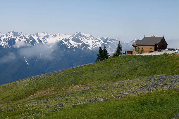 Olympic Mountains From Hurricane Ridge
