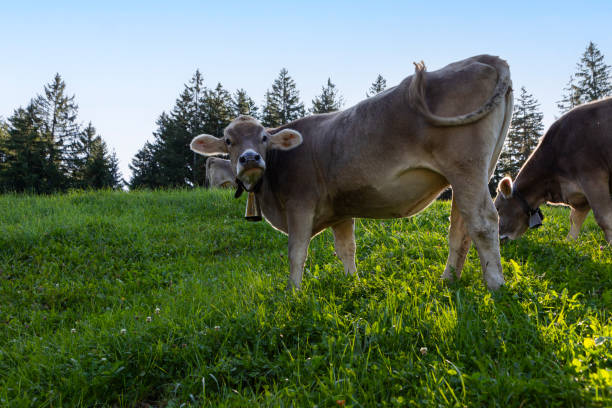 Cows grazing in meadow in the Swiss Alps, Stoos, Schwyz, Switzerland