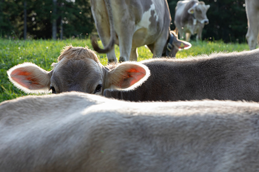 Cows grazing in meadow in the Swiss Alps, Stoos, Schwyz, Switzerland