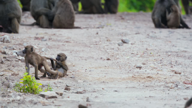 SLO MO Playful young baboons fighting on road in wilderness area of Tanzania