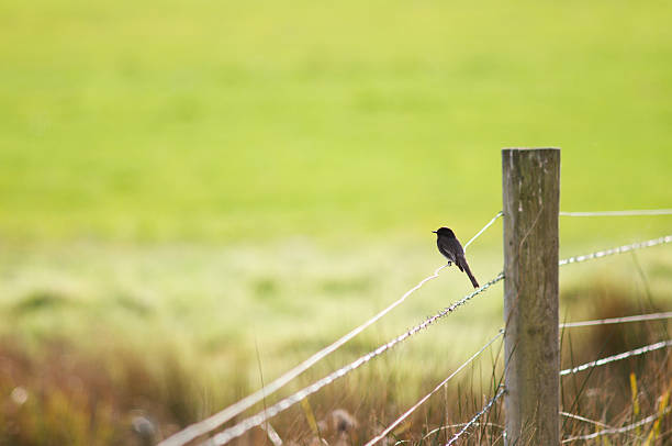 pássaro na cerca de arame farpado - bird chickadee animal fence imagens e fotografias de stock