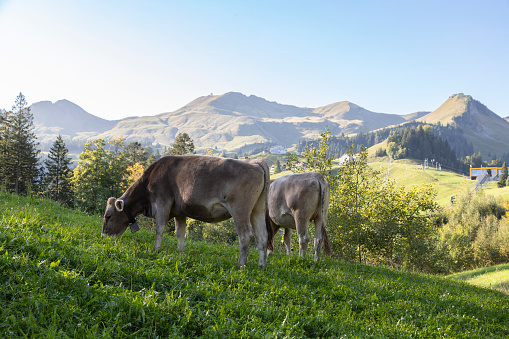 Cows grazing in meadow in the Swiss Alps, Stoos, Schwyz, Switzerland