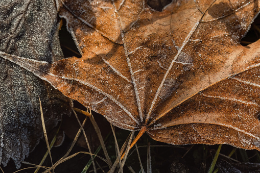 Frost on the maple autumn leaves. Shallow depth of field. First frost.