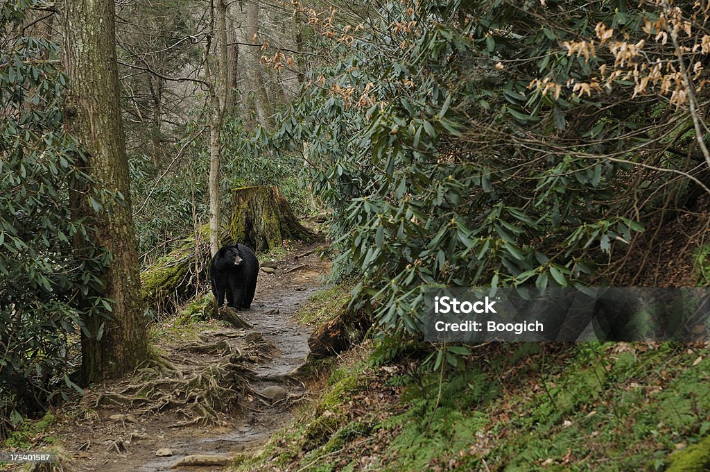 Urso Preto Americano nas Smoky Mountains National Park, Tennessee - Foto de stock de Parque Nacional das Great Smoky Mountains royalty-free