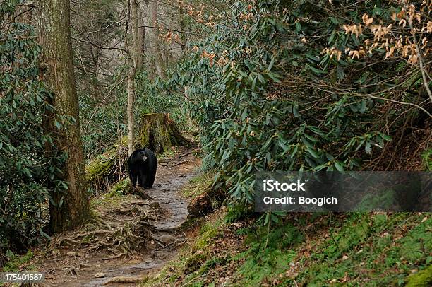 Foto de Urso Preto Americano Nas Smoky Mountains National Park Tennessee e mais fotos de stock de Parque Nacional das Great Smoky Mountains