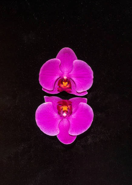 Relaxing spa background with two white and fuchsia orchids floating on water surface with ripples and large copy space.