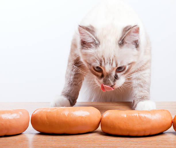 istock young cat trying to steal a sausage 175402008