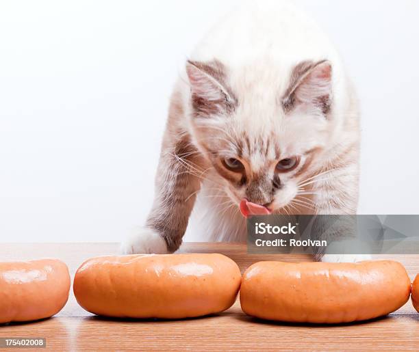 Jovem Gato Tentando Roubar Uma Salsicha - Fotografias de stock e mais imagens de Animal - Animal, Animal de Estimação, Comida