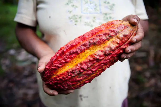 Farmer holding a cacao berry in Peru.