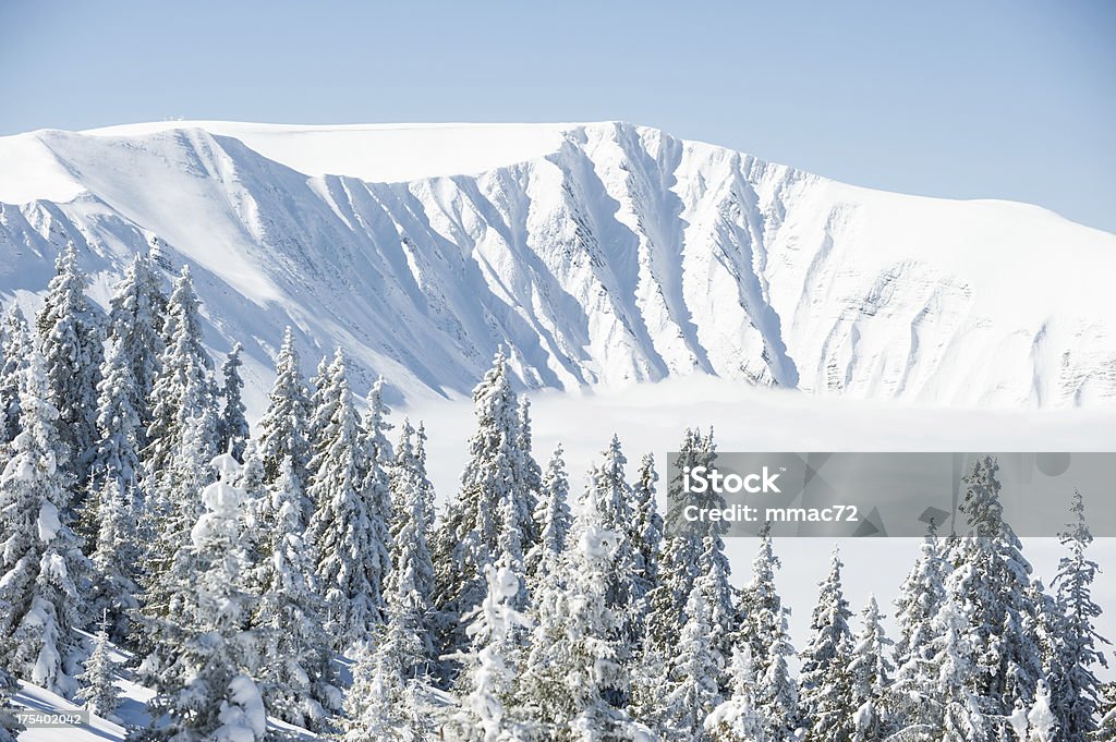 Árvores de neve - Foto de stock de Esqui - Esqui e snowboard royalty-free