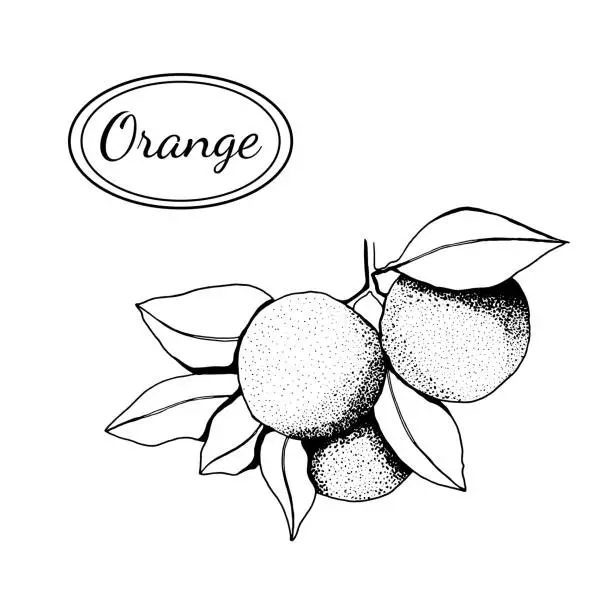 Vector illustration of Orange with leaf, tropical fruit, print banner design, hand drawn sketch image, vector illustration.