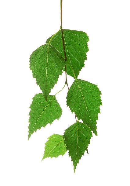 istock Bunch of organic leaves on a white background 175402139