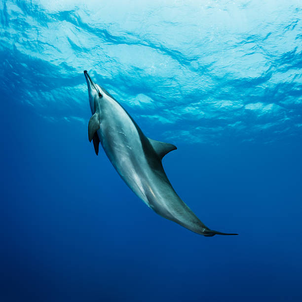 istock Dolphin in the sea 175402234