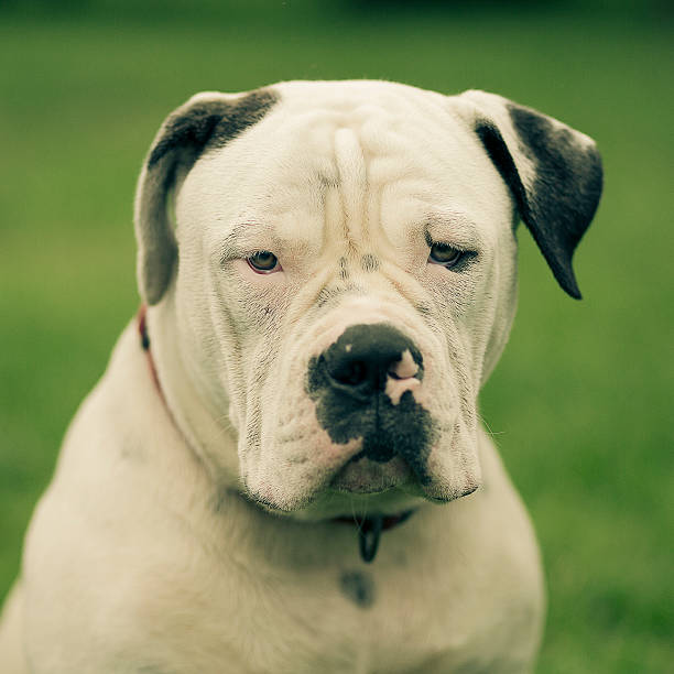 American Bulldog Standard Type American Bulldog, 8 months -  Standard type also knows as Performance of Scott type - close up portrait american bulldog stock pictures, royalty-free photos & images