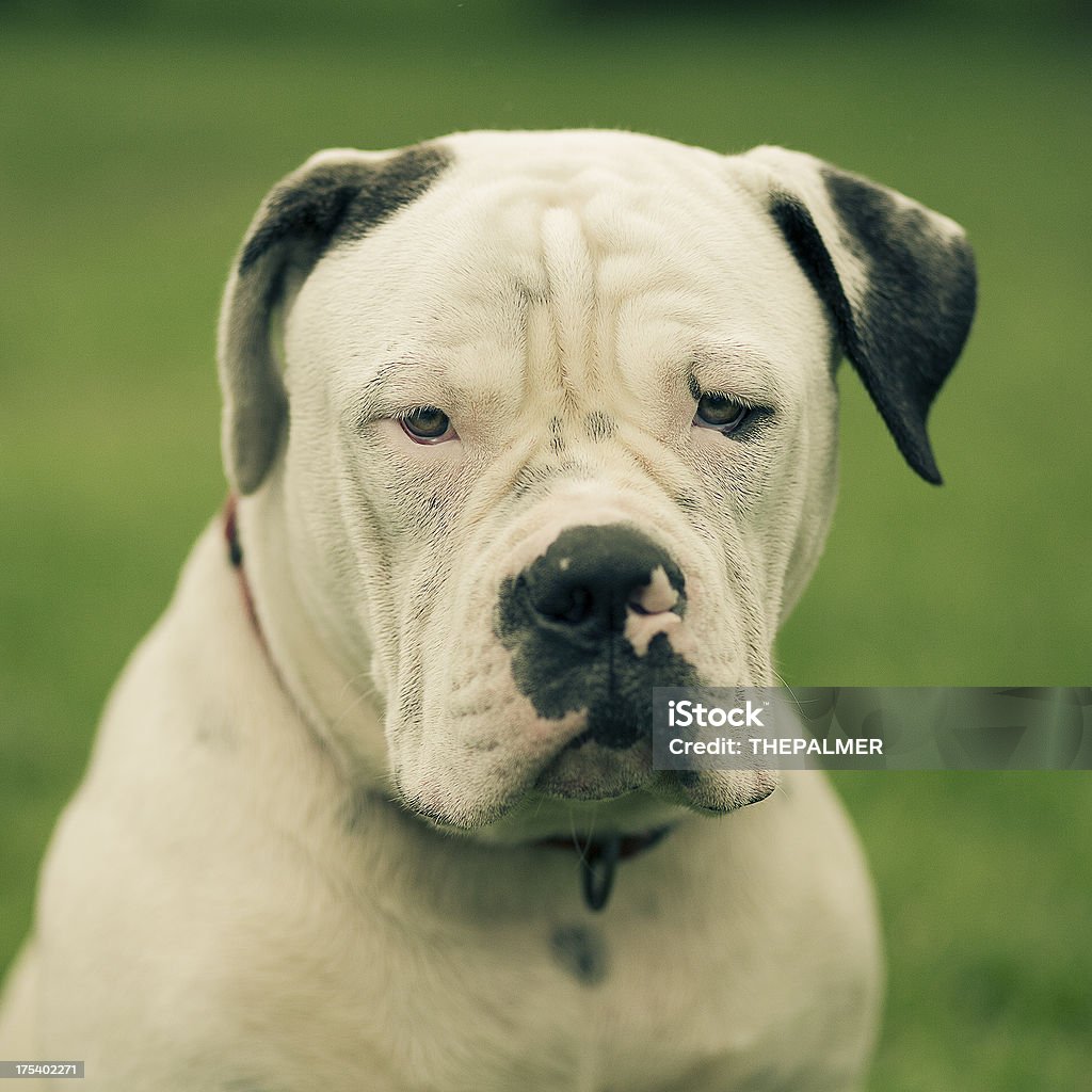 Buldogue americano Standar tipo - Royalty-free Buldogue americano Foto de stock