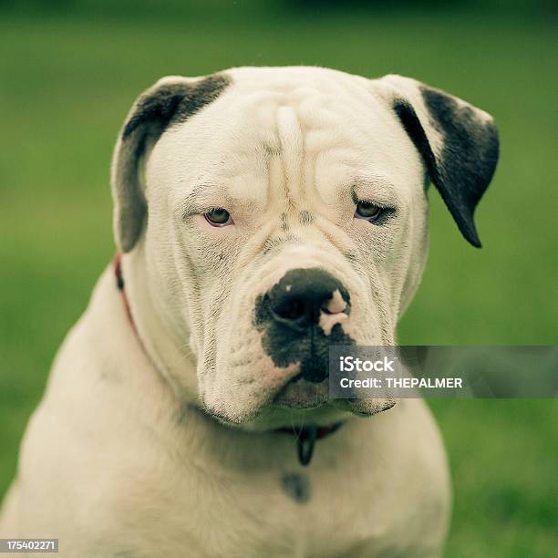 Buldogue Americano Standar Tipo - Fotografias de stock e mais imagens de Buldogue americano - Buldogue americano, Animal, Animal de Estimação