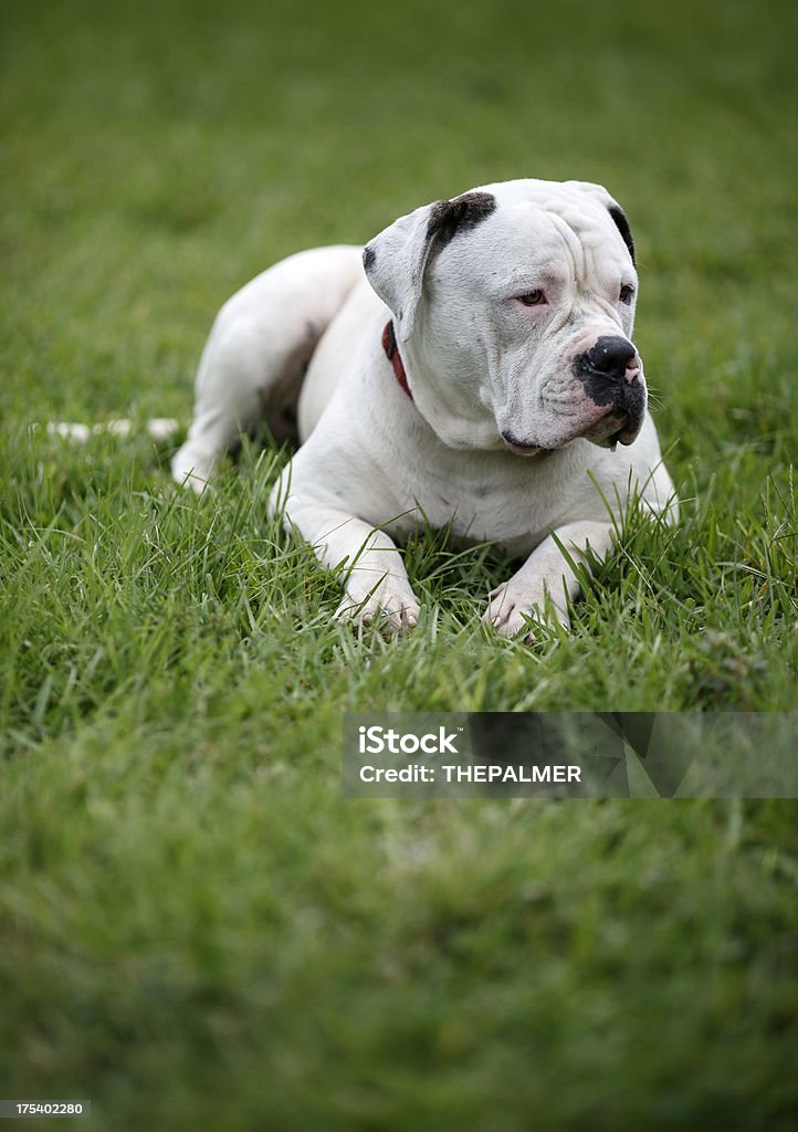 Bulldog americano tipo estándar - Foto de stock de Alerta libre de derechos