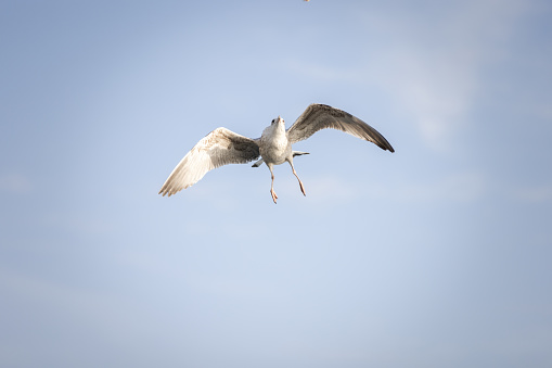 Seagull is flying on blue sky.