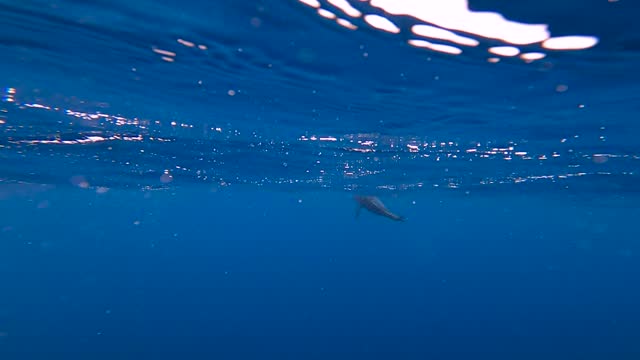 underwater view of a bluefin tuna swimming