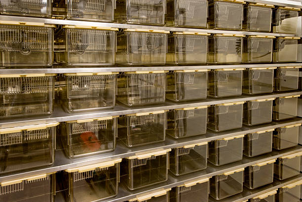 istock Rat Cages for Animal Research 175402688