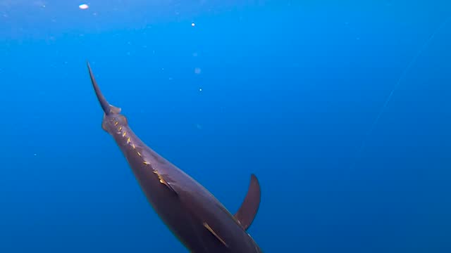 underwater view of a yellowfin tuna