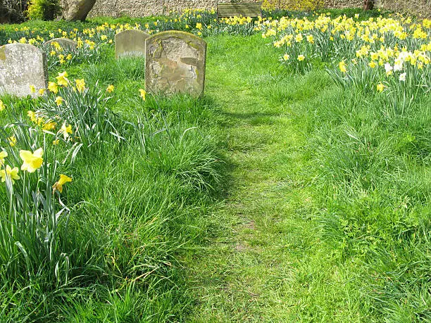 Photo of Daffodils In Quaker Burial Ground