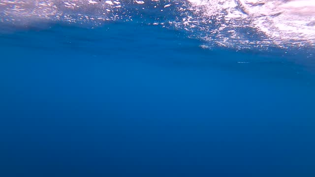 underwater view of a yellowfin tuna up close in slow motion getting gaffed