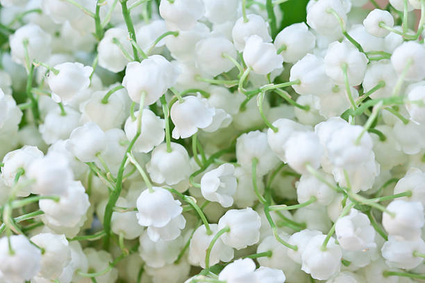 Blooming Lily of the valley stock photo