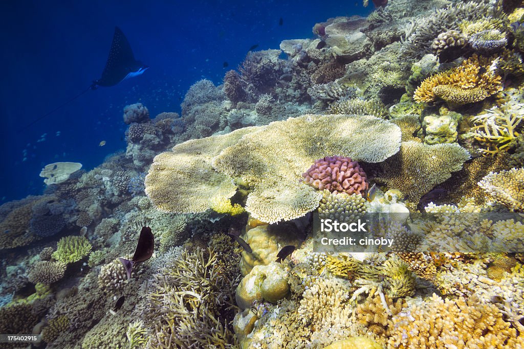 Colorido recife de Coral - Foto de stock de Abaixo royalty-free
