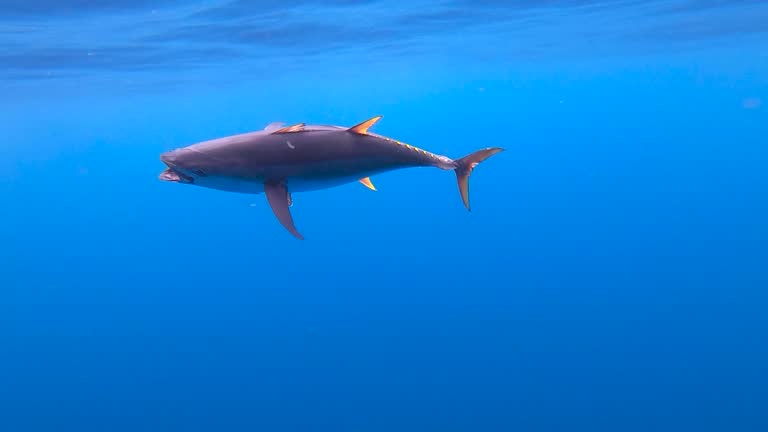 underwater view of a yellowfin tuna in slow-motion