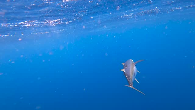 underwater view of a tuna swimming
