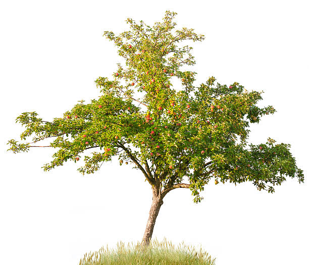 apfelbaum im sommer, isoliert auf weiß (malus domestica) apples. - apfelbaum stock-fotos und bilder